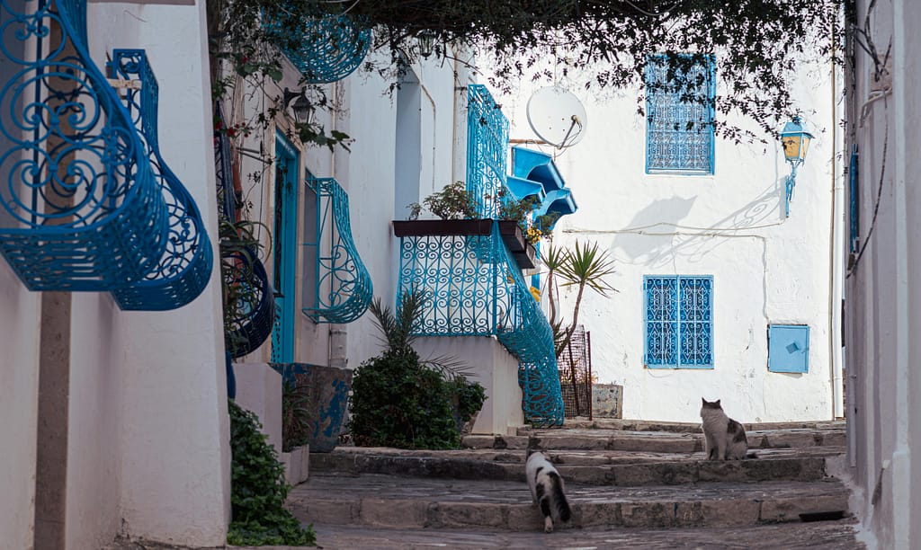 Picturesque alleyway in Carthage, Tunisia featuring blue, ornate window grilles and two cats.