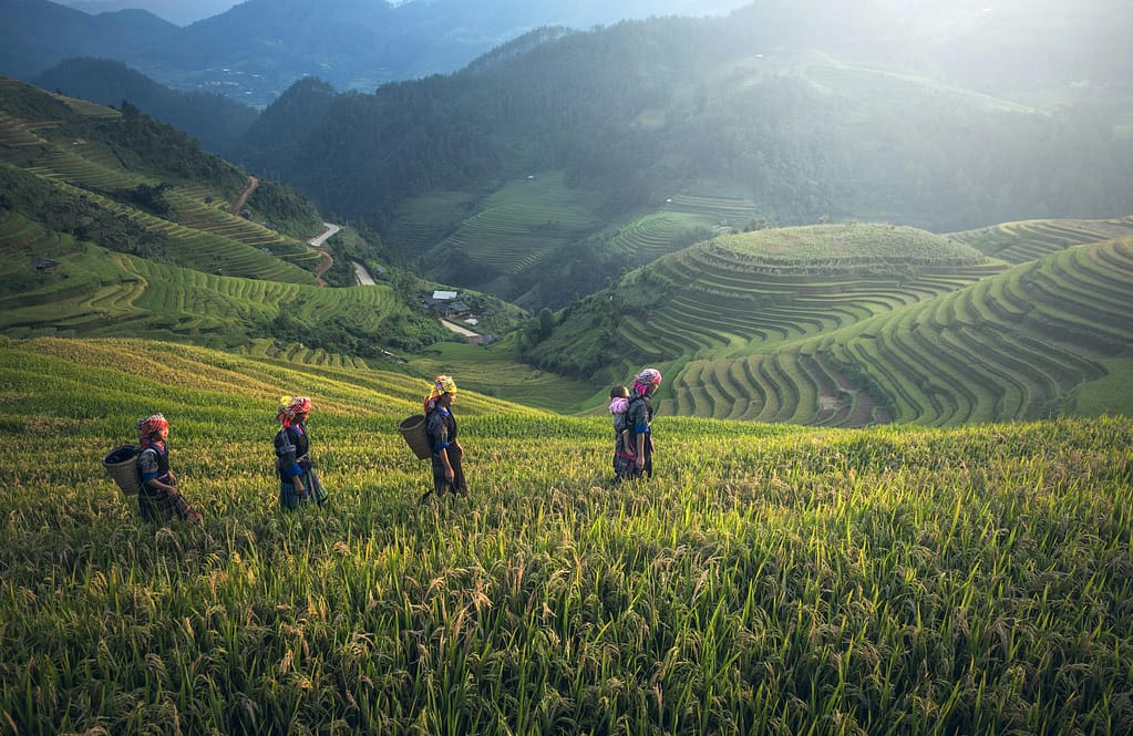 Scenic view of rice terraces with farmers in traditional wear during harvest season.