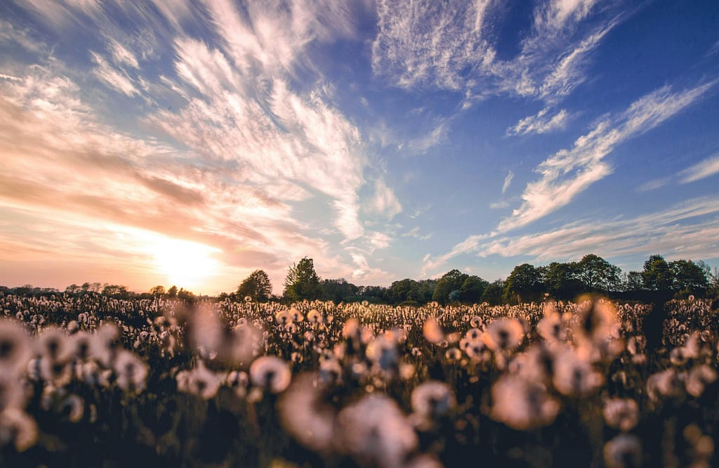 pexels-photo-1646178-1646178 Beautiful cotton field with a stunning sunset sky. Vibrant colors and peaceful nature scene.