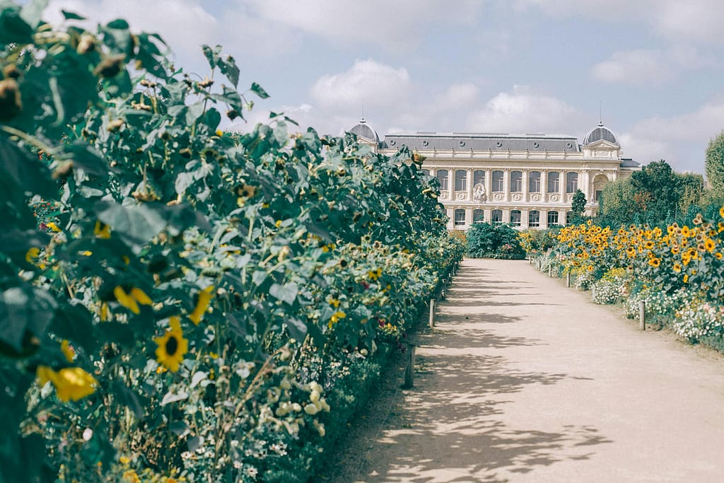 Pathway in a French garden with sunflowers and historic architecture under a bright sky.